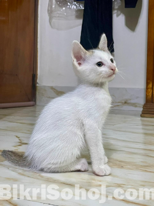 Male cat.